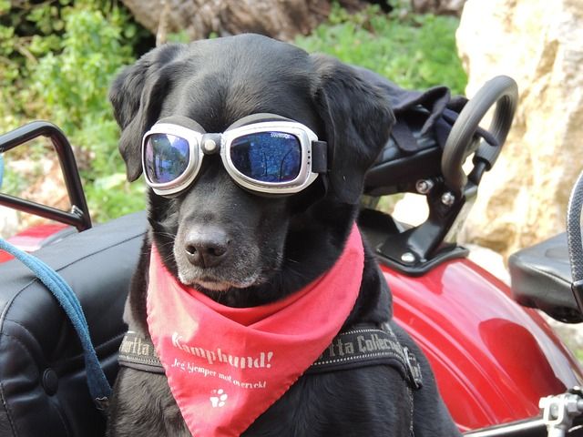 perro-con-gafas-de-sol.jpg