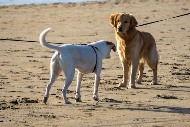 playas-caninas-fuengirola-.jpg