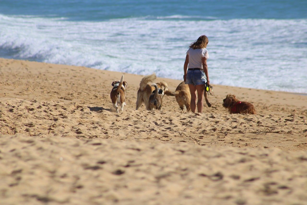 playas-para-perros.jpg