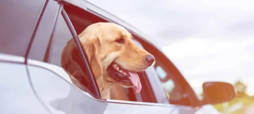 Viajar con tu perro en coche